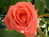 Flores ...
Posted on 30th Nov,2007 
11:33:47 PM
Average Rating=1.00