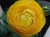 Flores ...
Posted on 30th Nov,2007 
11:33:47 PM
Average Rating=7.00