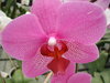 Flores ...
Posted on 30th Nov,2007 
11:33:47 PM
Average Rating=2.00