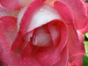Flores ...
Posted on 30th Nov,2007 
11:33:47 PM
Average Rating=8.00