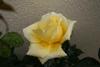 Rosa 1
Posted on 28th Apr,2007 
12:19:26 AM
Average Rating=3.00